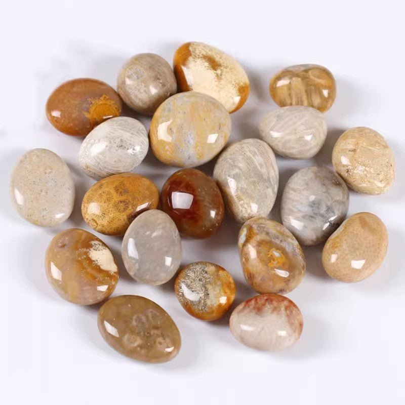 Coral Jade fossil tumble for ancient wisdom and organic energy