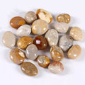 Coral Jade fossil tumble for ancient wisdom and organic energy